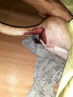 Gastro infected dog
