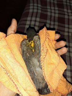 Injured Kuku bird