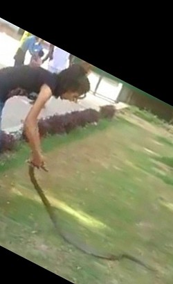 Snake was rescued from public garden