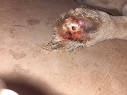 Dogs foot having nail septic infection