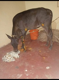 Cow saved from road accident